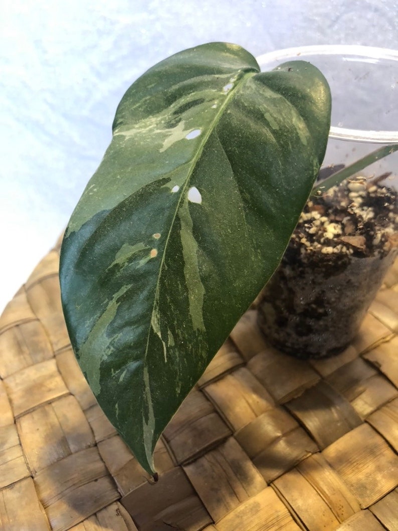 Epipremnum Pinnatum Albo Variegata Rooted Starter Houseplant Variegated Dragon Tail Plant Seedling Cutting Plant Lover Gift image 1