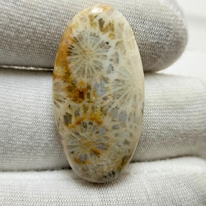 20.90 Karat, fossiler Korallencabochon, 29x14x4 mm, ovale Form loser Edelstein, natürliche fossile Koralle, für Schmuckherstellung & Heilung