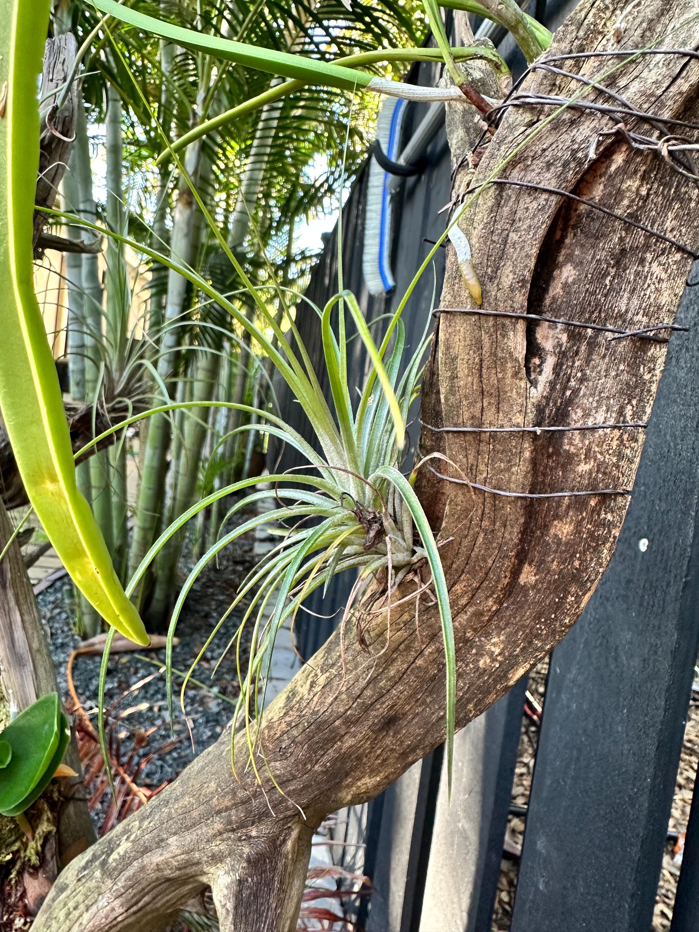 ブロメリア・エアープランツ Tillandsia sp. Mexico ブロメリア