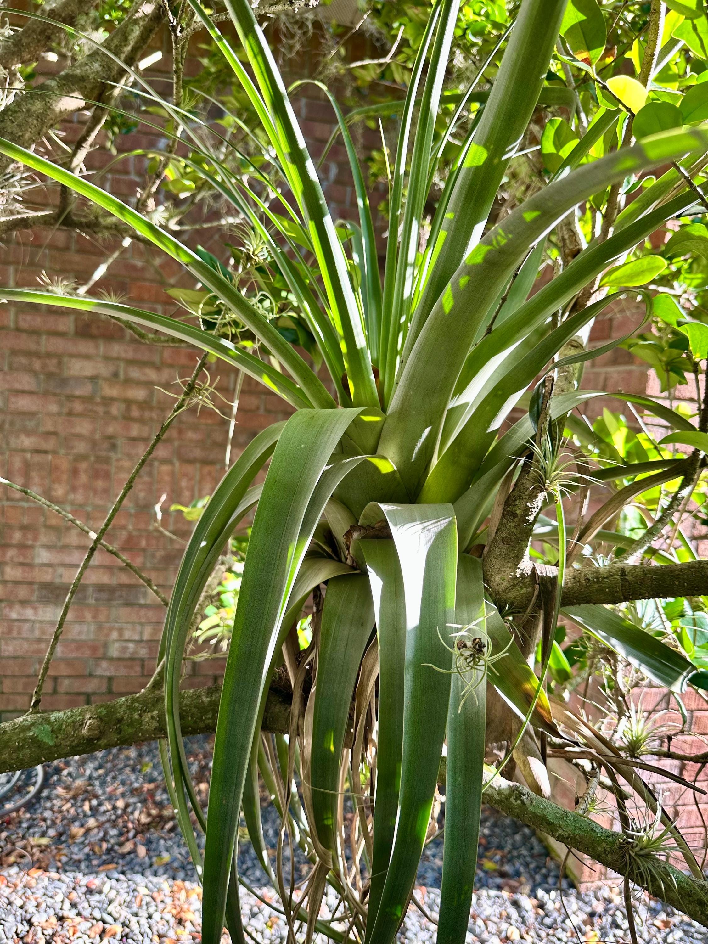 Tillandsia Utriculata - Live Air Plant - Florida-grown Tropical