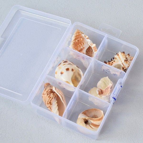 Large Sea Shells Mixed Ocean Sea Shells, Various Sizes Natural Seashells Hermit Crab Conch For Decorating, Beach Theme Party, DIY Crafts, Fish Tank Filling, Home Decor, Wedding Decoration (5