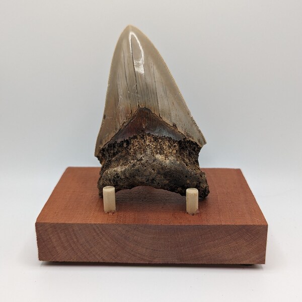 Megalodon Display Stand Etsy