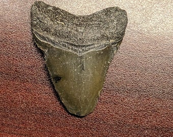 Megalodon Shark Tooth Fossil, 1.75", AUTHENTIC Bone Valley Tooth