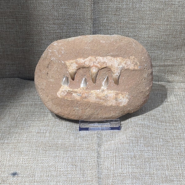 Mosasaur Dinosaur Mosasaurus Composite Jaws w/ 6 Authentic Genuine Teeth Approx  6" X 4.5" w/ Stand