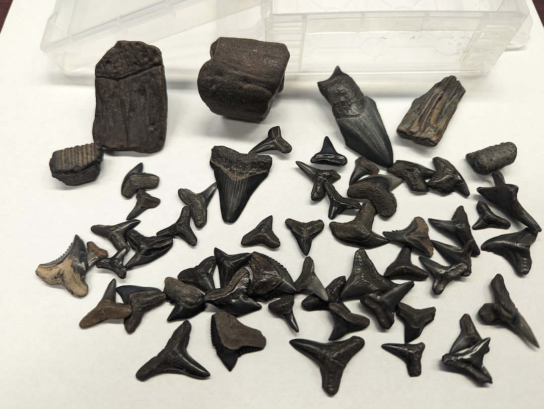 Peace River Bone Valley Fossil Collection 50 Various Shark Etsy