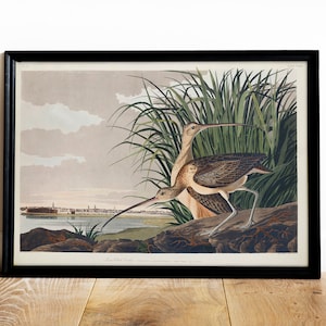 Lange in Rechnung gestellt Brachvogel, antike Vogel Malerei, Vintage Zeichnung Poster, Vintage Wand Kunst Poster, Druck Vogel, Tier Vogel Print Art | A0027
