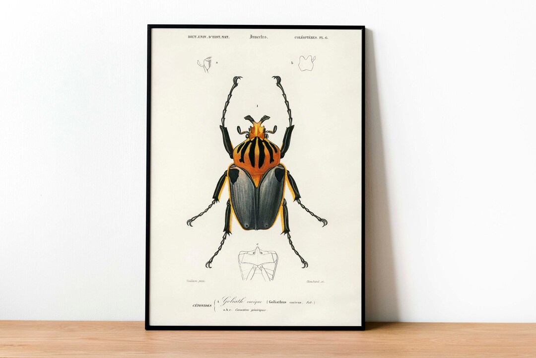 Goliath Beetle Print, Antique Animal Painting, American Beetle, Nature ...
