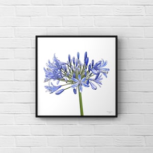 Agapanthus Printable Design, Table Mountain Flowers, African Lily/Lily of the Nile, Blue Agapanthus Africanus, Floral Wall Art, Flower Print