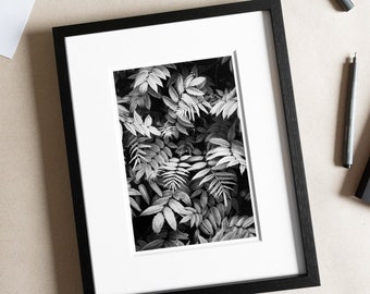 Exklusiver Fine Art Print: Sorbaria sorbifolia aus der Serie „Botanica“ (2022) - handgefertigte, limitierte Edition.