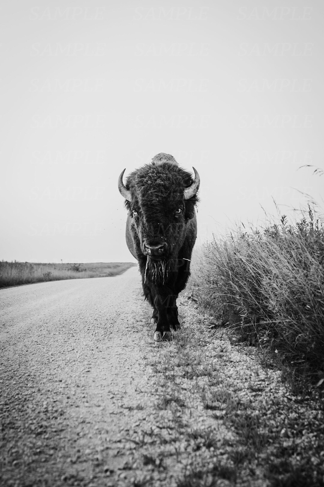 Buffalo Bison Bison Wall Art Buffalo Wall Art Digital Etsy