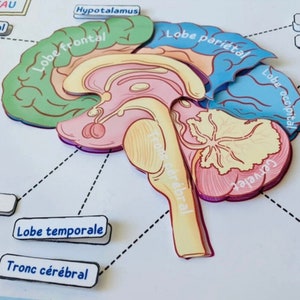 May include: A colourful diagram of the human brain with labels for each part, including the frontal lobe, parietal lobe, occipital lobe, temporal lobe, hypothalamus, pituitary gland, and brain stem. The diagram is on a white background.