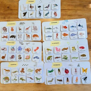 Educational Game: Learn Animal Classes, Vertebrates/Invertebrates | Learn Animal Classification – 70 Illustrated Vignettes