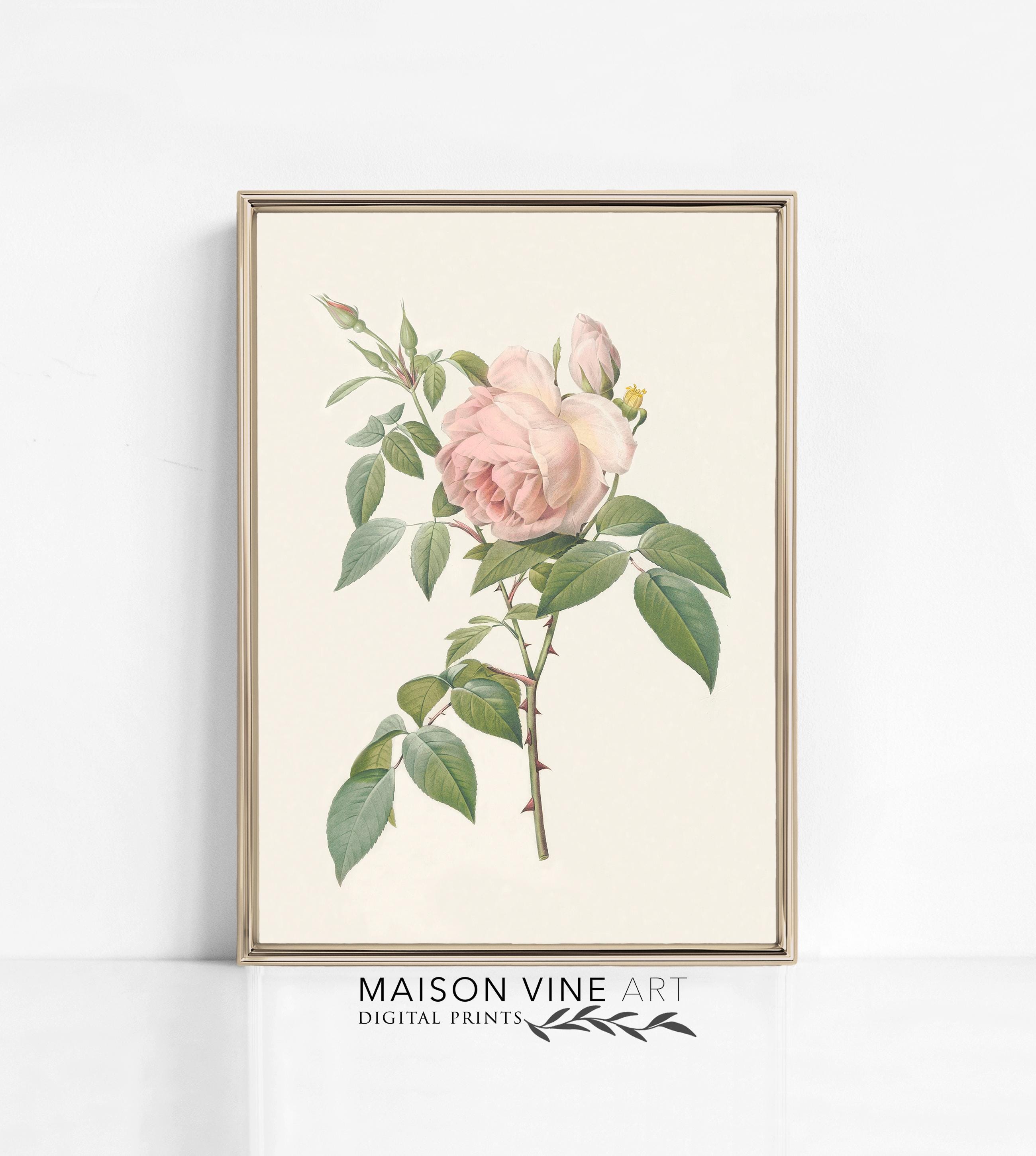 Fleurs vintage, illustration de roses roses, png