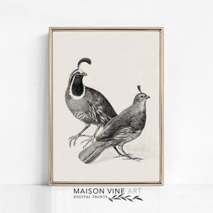 Quail Print | Printable Vintage Art | Gambel&#39;s Quail | Bird Wall Art | Farmhouse Decor | Quail Wall Decor | Antique Bird Sketch | 1195