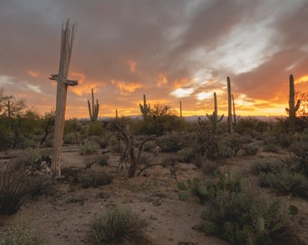 Tucson Arizona, Sonoran Desert, Saguaro National Park Photographic Print