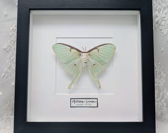 Real Green Luna Moth, Framed