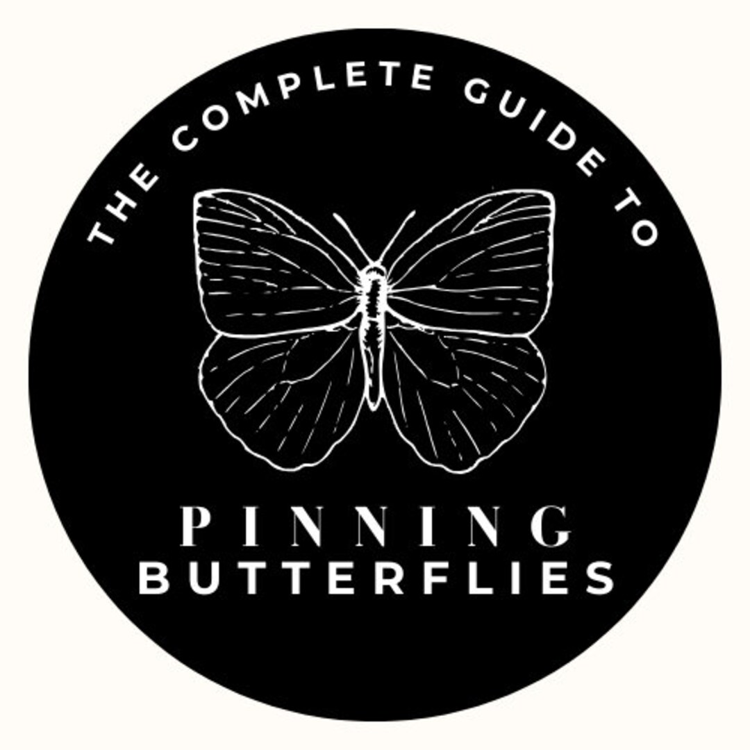 Pining Course The Complete Guide to Pinning Butterflies Digital Course + Butterfly ...