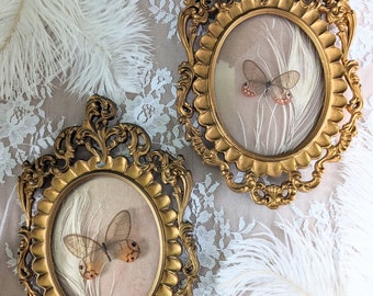 Set of Glasswing Butterflies in Bubble Glass Antique Frames