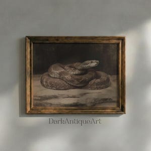 Op de afbeelding: Een ingelijste kunstdruk met een gedetailleerde illustratie van een opgerolde slang in bruin- en zwarttinten. Het kunstwerk zit in een donkere houten lijst met een textuurafwerking en toont een realistische weergave van het rustende reptiel.