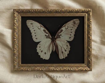 Vintage Butterfly Art Print: Dark Academia Cottagecore Decor (Digital Download)