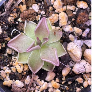 Pinguicula ehlersiae x mesophytica