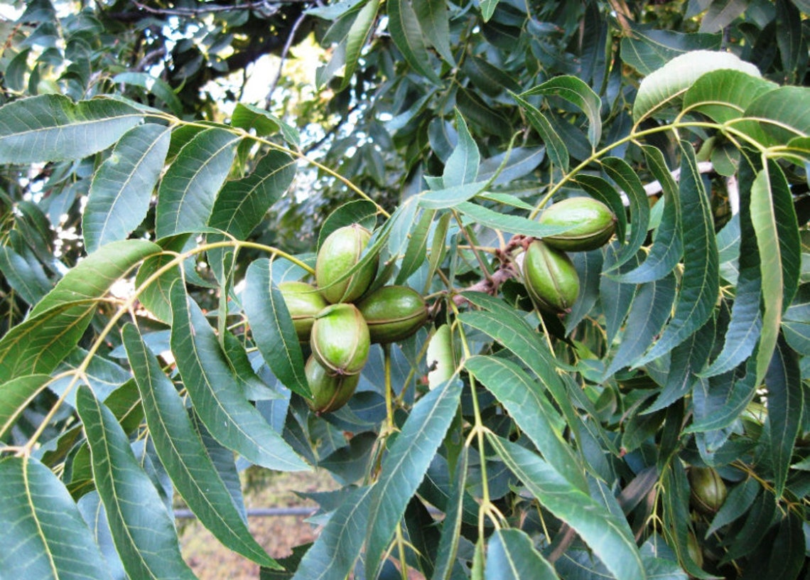 Pecan Tree Sapling, Pecan Tree, Pecan Plant, Tree Sapling, Live Plant