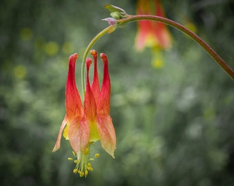 Eastern Columbine Seeds- Canadensis Seeds, Pollinator Seeds, Wildflower Seeds, Columbine Seeds, Flower Seeds, Gardening