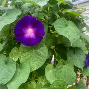 May include: A vibrant purple morning glory flower with a white center blooms against a backdrop of lush green leaves.