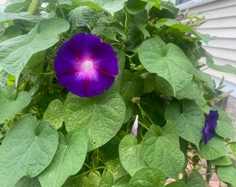 Split-Personality Morning Glory, Purple and Red Morning Glory, Morning Glory, Climbing Flower, Flower Vine, Purple Flower Vine