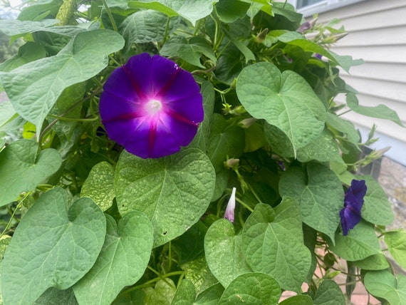 Split-Personality Morning Glory, Purple and Red Morning Glory, Morning Glory, Climbing Flower, Flower Vine, Purple Flower Vine