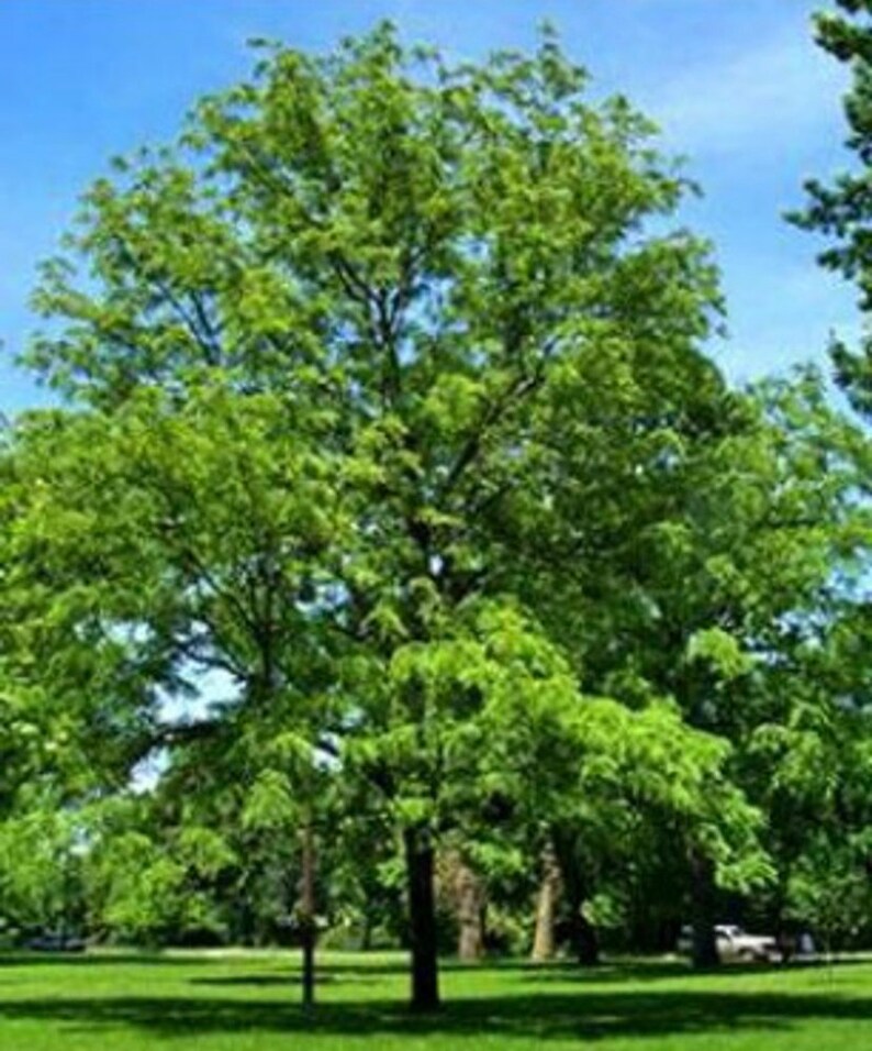 Black Walnut Tree Sapling, Walnut Tree, Black Walnut Tree, Black Walnut