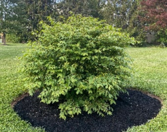 Burning Bush Clipping Unrooted