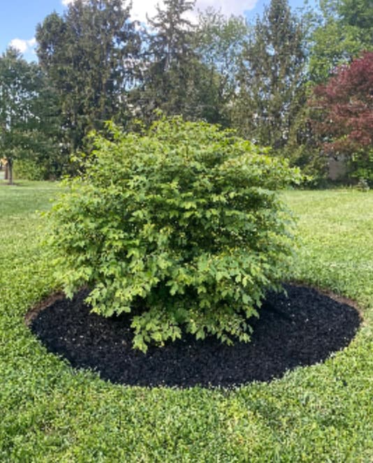 Burning Bush Clipping Unrooted - Etsy