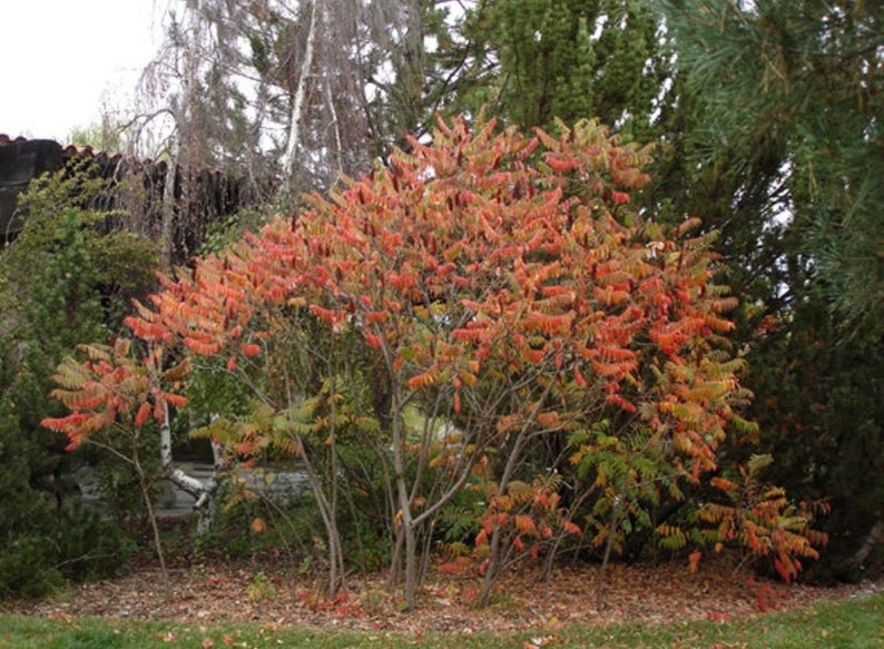 Smooth Sumac Tree Sapling, Smooth Sumac Tree, Sumac Tree, Live Plant, Smooth Sumac Tree Live