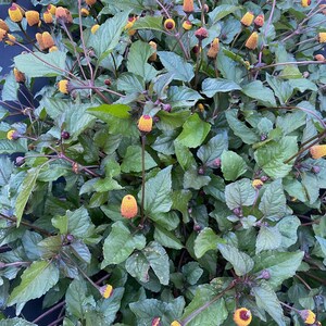 May include: A close-up of a plant with many green leaves and small, round, yellow and brown flowers.