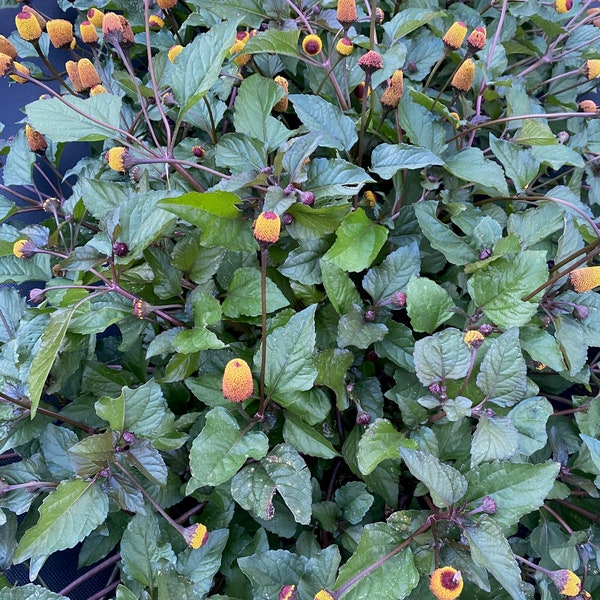 Spilanthes Seeds, Toothache Plant Seeds, Buzzbutton Seeds