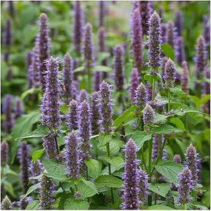 May include: A close-up view of a patch of purple flowering plants with green leaves. The plants are in bloom and have tall, slender stems.