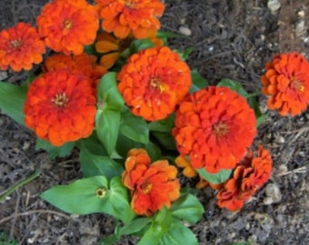 Orange Zinnia Mix- Orange Flowers, Summer Flowers, Drought