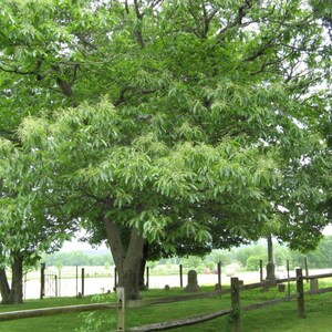 American Chestnut Tree Sapling, Chestnut Tree, American Chestnut Tree, Tree Sapling, Live Plant, Rooted Tree, Chestnuts, Sapling