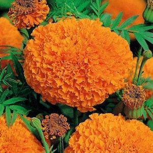 25-100 Hawaiian Giant Marigold Seeds, Orange Flowers, Marigold Seeds, Orange Marigolds