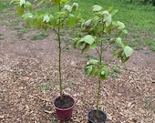 Large Sassafras Tree Sapling, Large Sassafras Tree, Sassafras