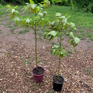 Medium Sassafras Tree Sapling, Medium Sassafras Tree, Sassafras