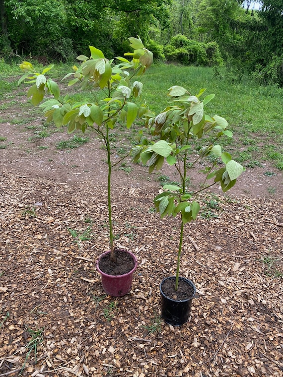 Medium Sassafras Tree Sapling, Medium Sassafras Tree, Sassafras
