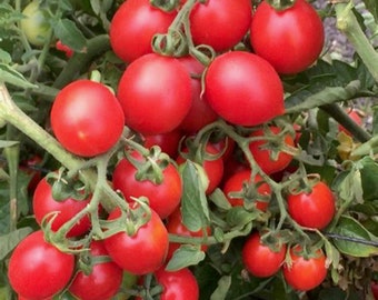A'grapolli Heirloom Tomato Plant Seedling- Heirloom Tomato, Vegetable Garden Seedling, Tomato Plant, Red Tomato, Non-GMO