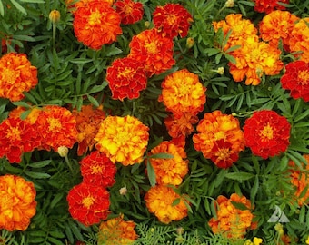 Sparky Mix Marigold Seeds-Orange Flowers, Marigold Seeds, Orange Marigolds, Gold Marigolds, Red Marigolds, Yellow Marigolds, Pest Repellent