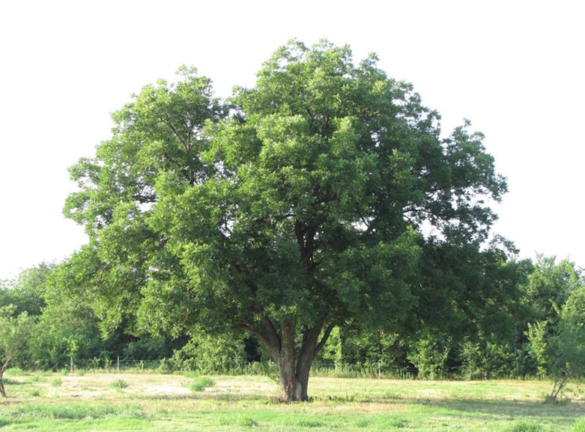 Pecan Tree Sapling, Pecan Tree, Pecan Plant, Tree Sapling, Live Plant