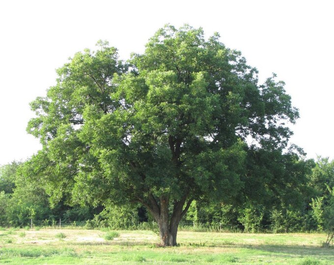 Pecan Tree Sapling, Pecan Tree, Pecan Plant, Tree Sapling, Live Plant