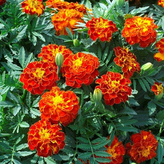 Marigolds Seeds Organic Petite Mix Marigold Seeds (Tagetes