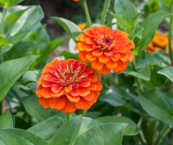 Orange Zinnia Mix- Orange Flowers, Summer Flowers, Drought