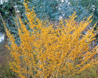 Witch Hazel Sapling~Winter Blooming, Yellow Flowering, Tree, Ornamental Tree, Shade Tolerant Tree, Deer Resistant Tree, Skincare Plant
